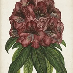 Rhododendron Study I