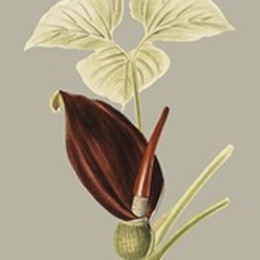 Botanical Cabinet VIII