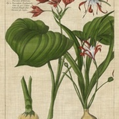 Botanical Study on Linen V