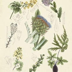 Botanical Register I