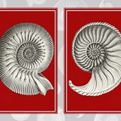 Nautilus Shells On Red