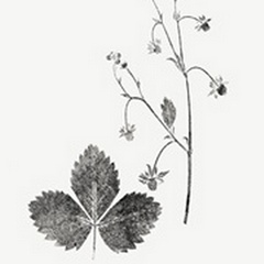 Botanical Imprint IV