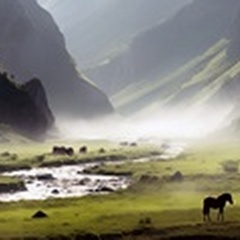 Tranquil Valley Horses
