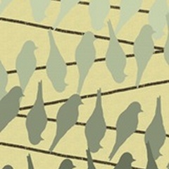 Birds on a Wire Collection D