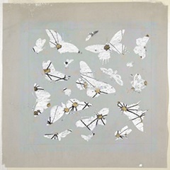 19th Century Butterfly Constellations III