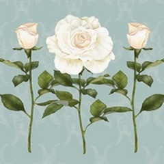 Cream Rose Collection A