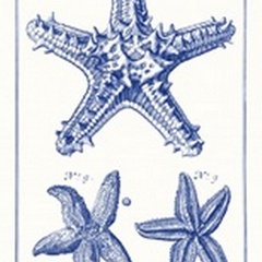 Blue Sea Stars V