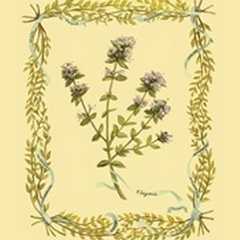 Small Thyme