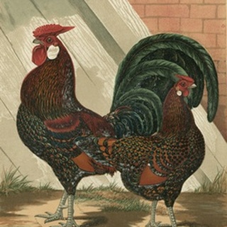 Cassell's Roosters V