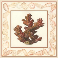 Coral with Shell Border II
