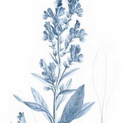 Antique Botanical in Blue III