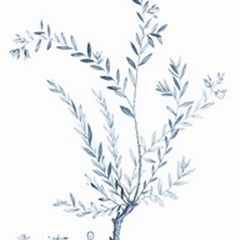 Antique Botanical in Blue VII