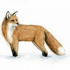 Snow Fox II