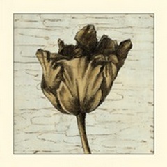 Small Tulip Impressions I