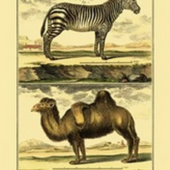 Diderot's Zebra and Camel