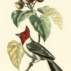 Cuvier Exotic Birds VI