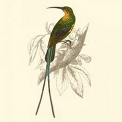 Jardine Hummingbird V