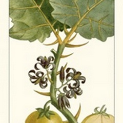 Turpin Exotic Botanical IV