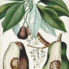 Turpin Tropical Fruit V
