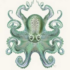 Turquoise Octopus and Squid a