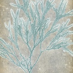 Spa Seaweed I