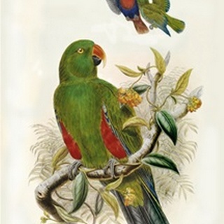 Gould Parrots I
