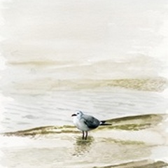 Coastal Gull II