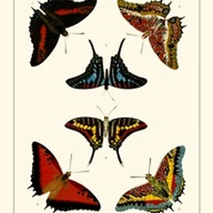 Cramer Butterflies II