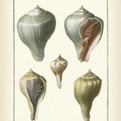 Volute Shells, Pl.390