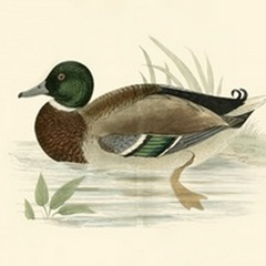 Morris Ducks I