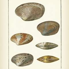 Venus Shells, Pl.281