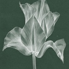 Monochrome Tulip IV