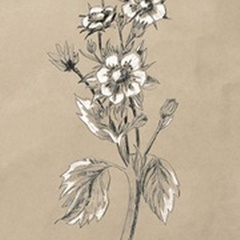Vintage Botanical Sketch I