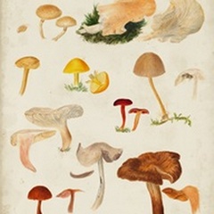Mushroom Species XII