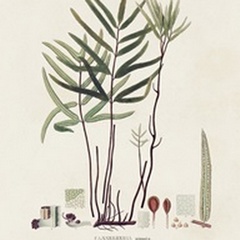 Botanical Society Ferns XI