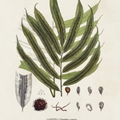 Botanical Society Ferns II