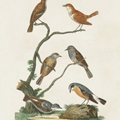 Antique Birds in Nature IV