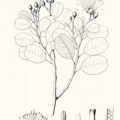 Illustrative Leaves I