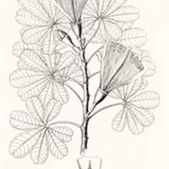 Illustrative Leaves II