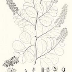 Illustrative Leaves IV
