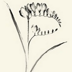 Ink Wash Floral VI - Freesia
