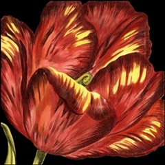 Mini Transitional Tulip I