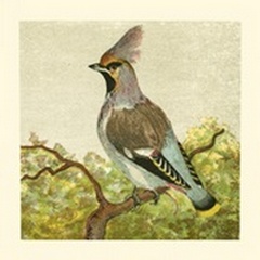 Mini Vintage Birds VIII