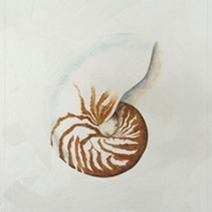 Lustr Nautilus in Pearl White