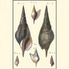 Sea Shells III