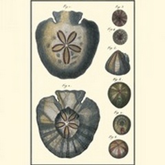 Sea Shells V