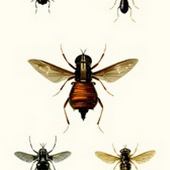 Entomology Series III