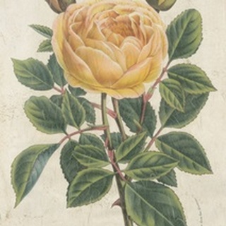 Van Houtte Yellow Rose