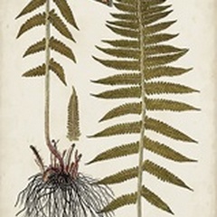 Fern Botanical V
