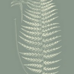 Ferns on Sage VIII